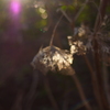 枯れた紫陽花