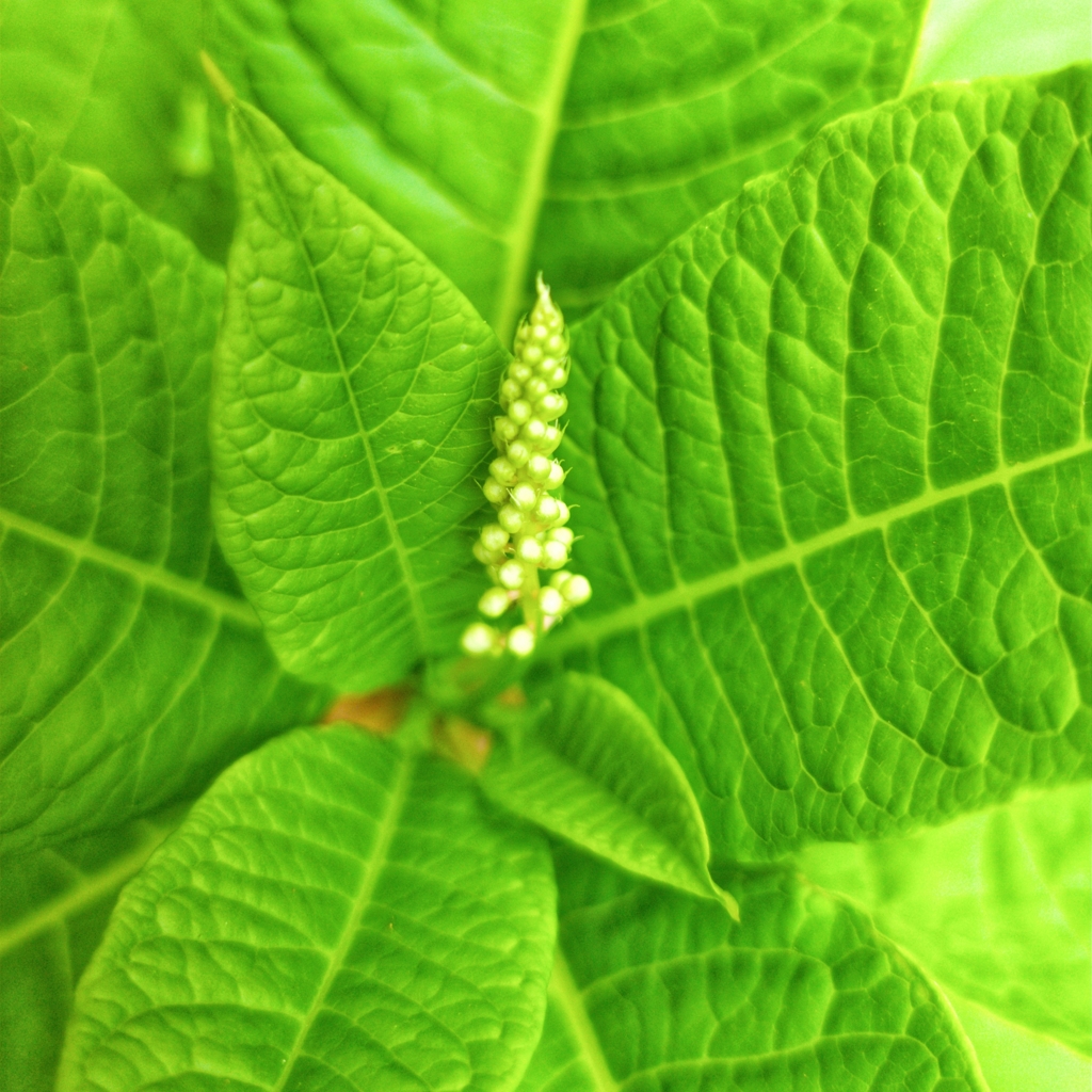 緑が綺麗なのですが