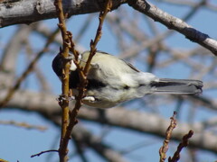 シジュウカラ（２）