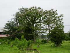 キリ（１）