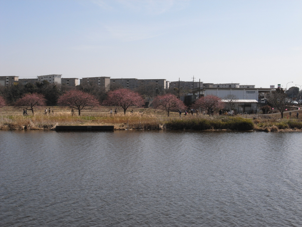 河津桜