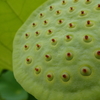 花托