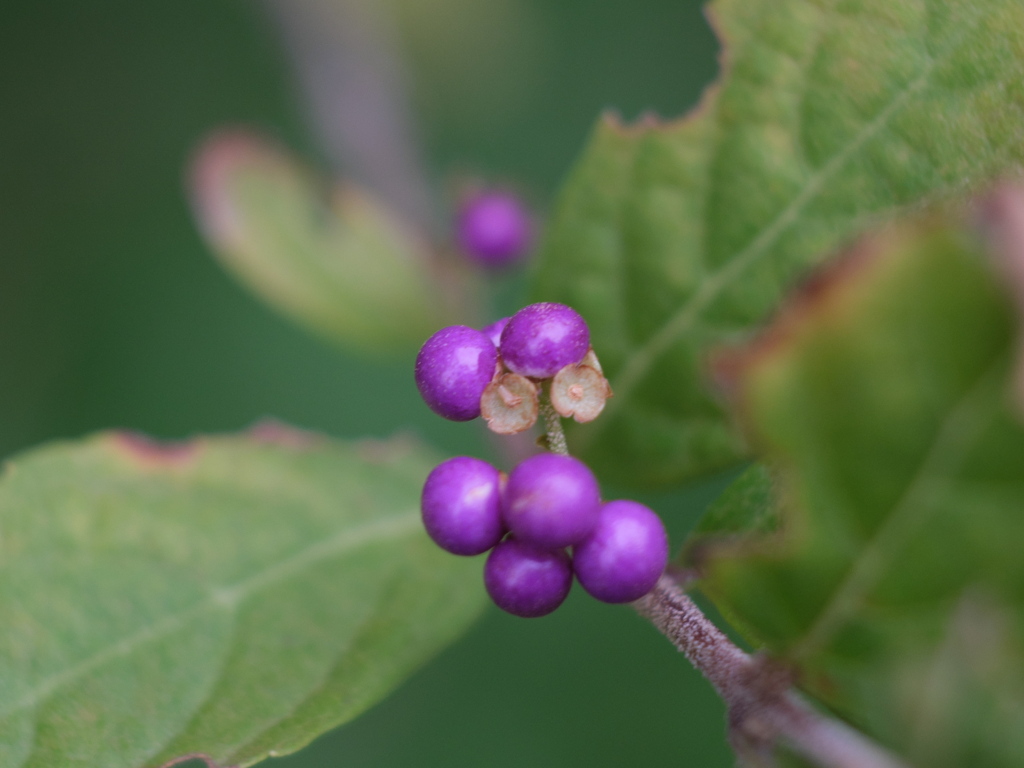 コムラサキ（２）