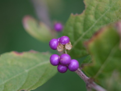 コムラサキ（２）