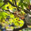 もみじの花