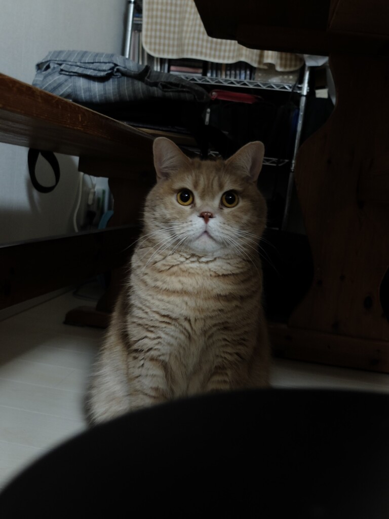 茶左丸