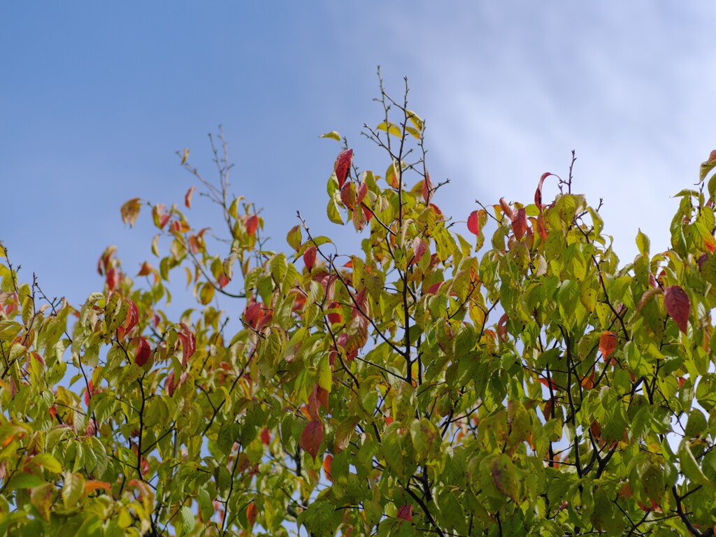 秋へ入り口（２）