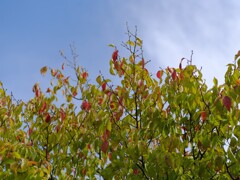 秋へ入り口（２）