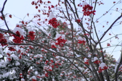 雪をかぶったナナカマド