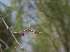 滝桜の子（２）