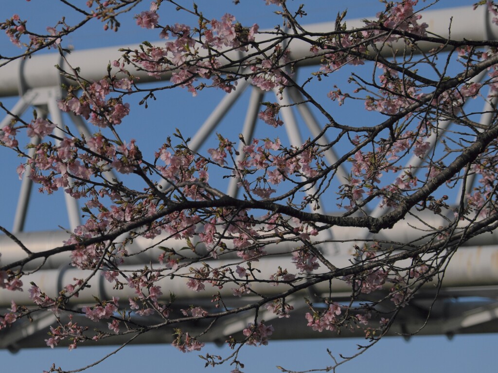 河津桜と水道橋