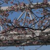 河津桜と水道橋