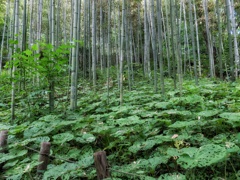 フキと竹林