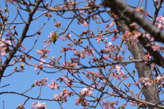 河津桜（２）