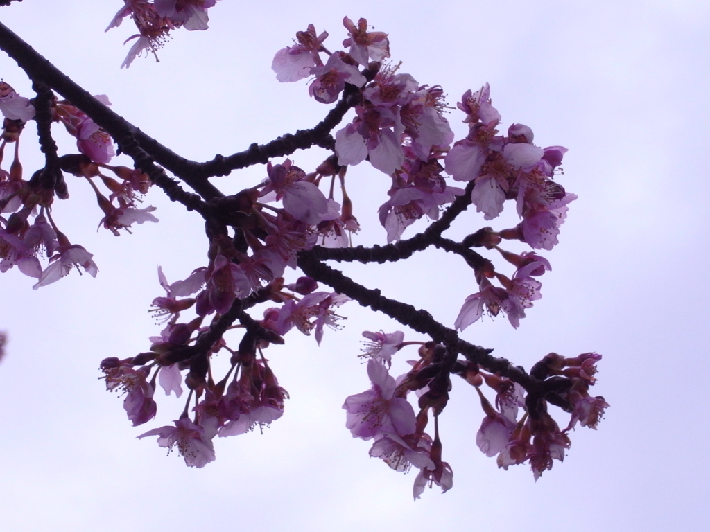 公園の桜