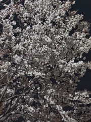 夜の桜
