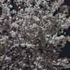 夜の桜