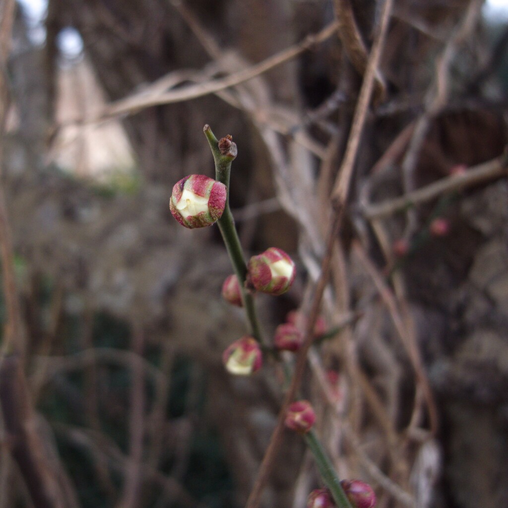 梅の蕾