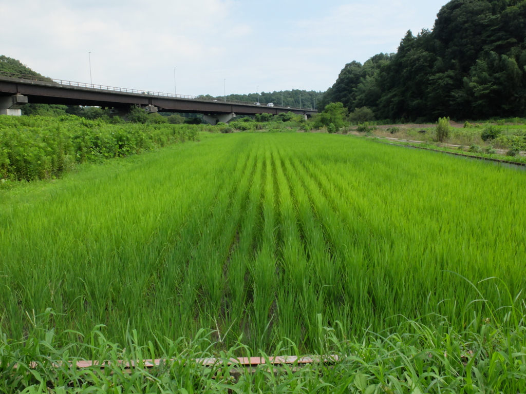 田んぼ (5)