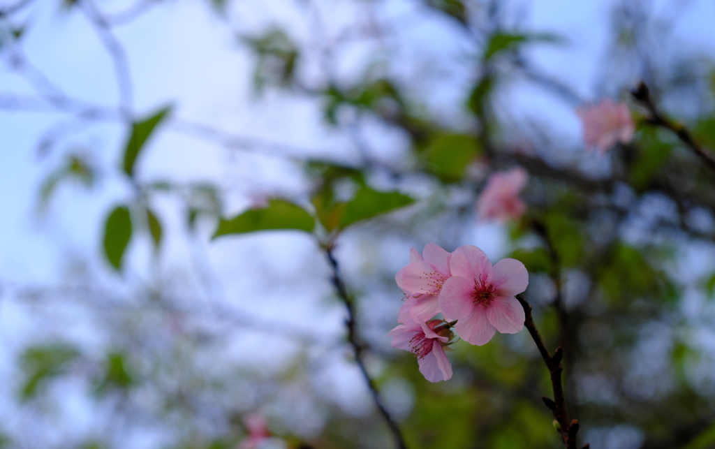 晩秋の河津桜(5)