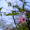 晩秋の河津桜(5)