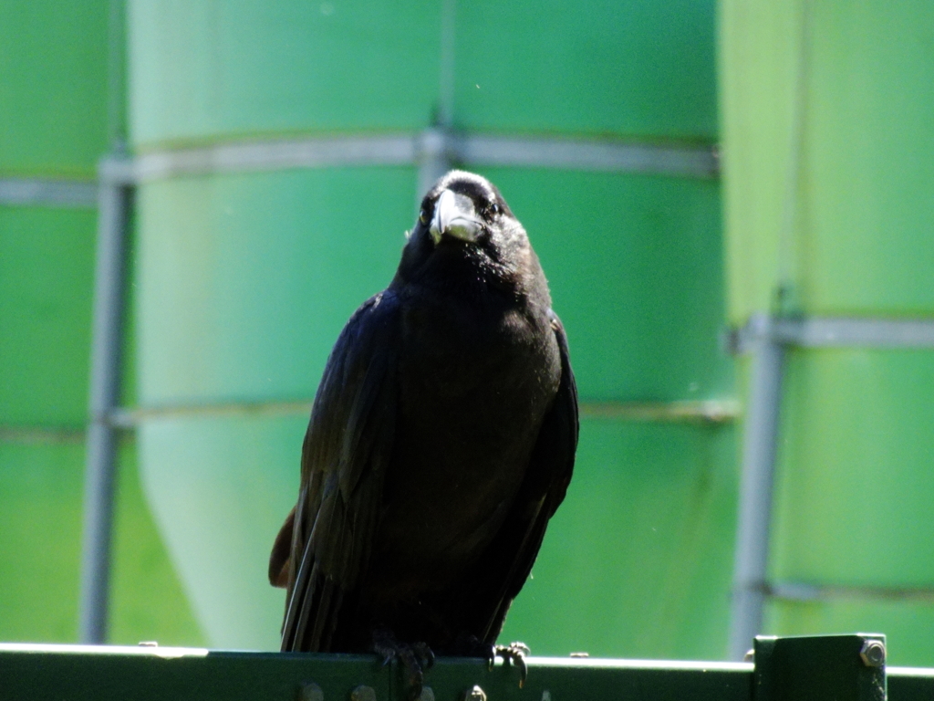 カラス