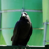 カラス