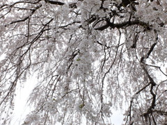 枝垂れ桜 (5)