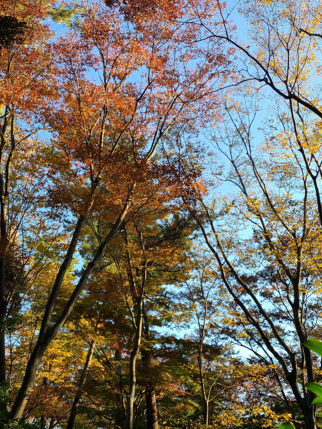 清水公園の紅葉