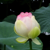 蓮（１）