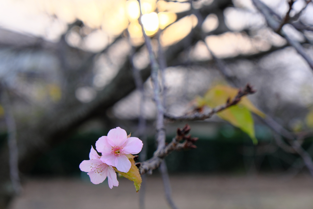 晩秋の河津桜(4)