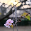 晩秋の河津桜(4)