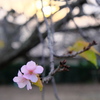 晩秋の河津桜(4)