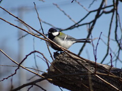 シジュウカラ（１）
