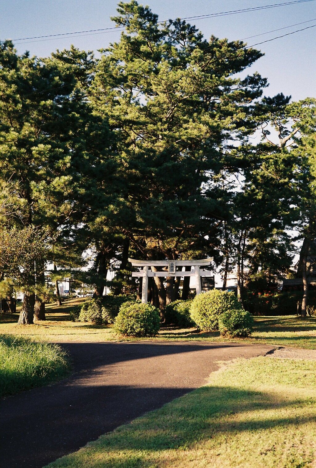 甚平公園の黒松