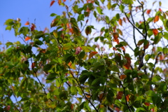 秋へ入り口（１）