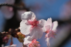 河津桜（５）
