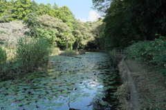 睡蓮池の晩夏（１）