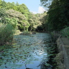睡蓮池の晩夏（１）