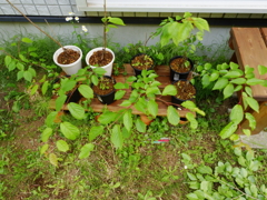ヤマサクラの実生
