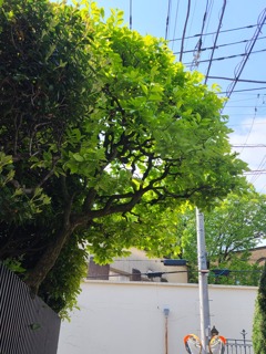 柿の木