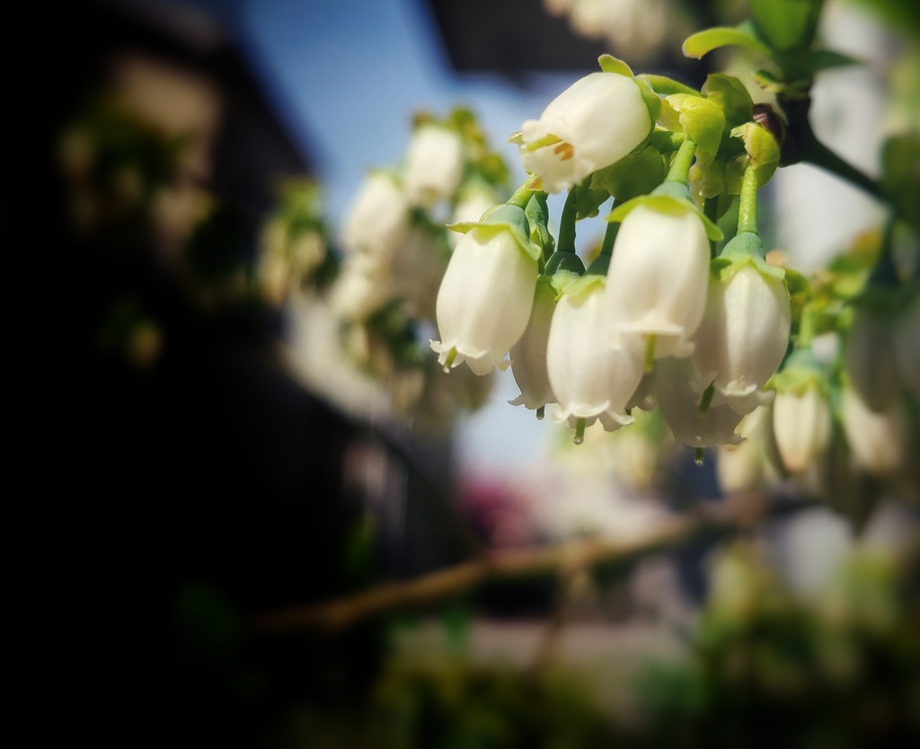 ブルーベリーの開花