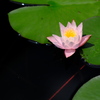 睡蓮（２）