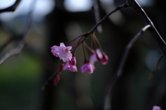滝桜の子（５）