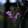 滝桜の子（５）