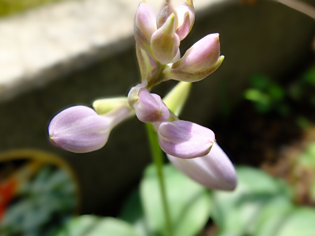ギボウシの蕾