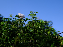 白いバラ