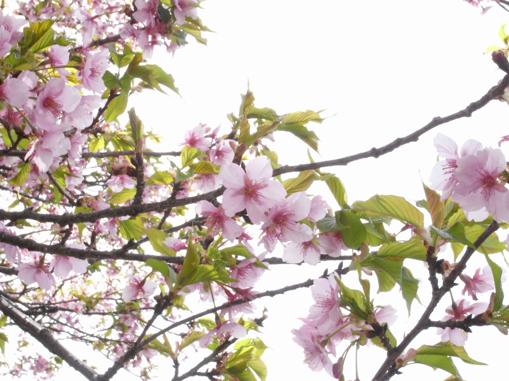 新川千本桜 平戸橋付近(6)