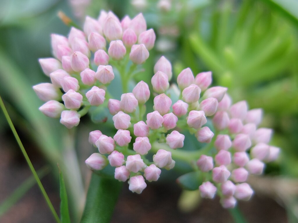 セダムの蕾(1)