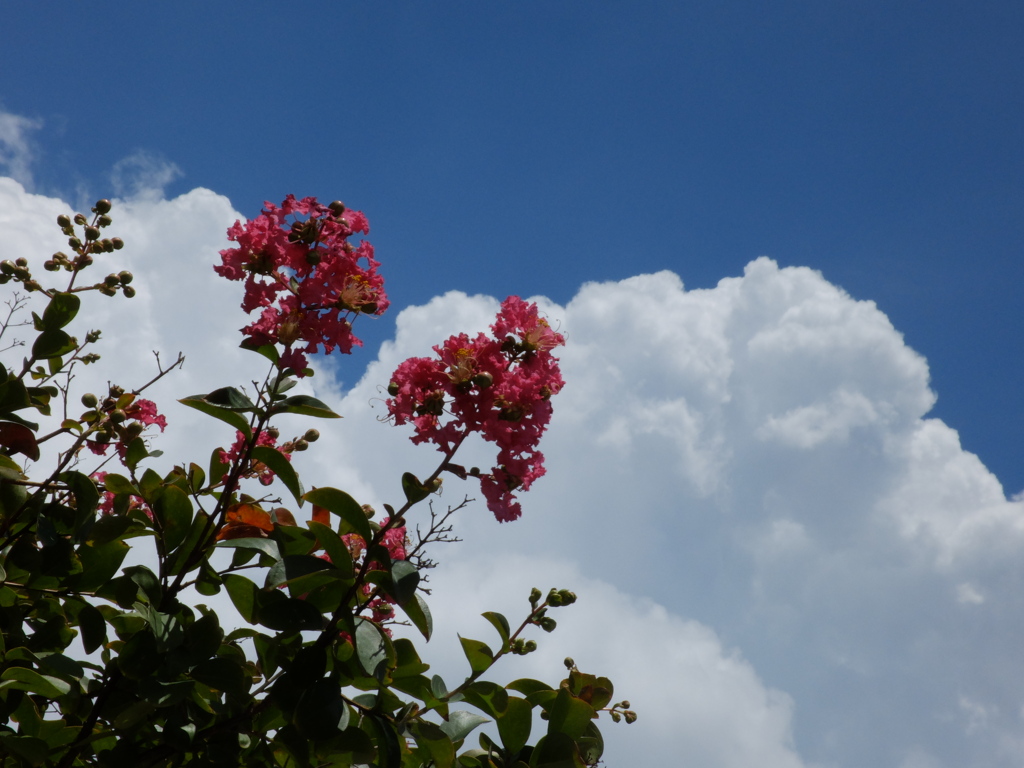 夏空と百日紅